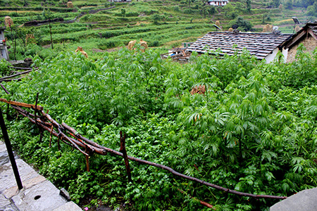 The Kumaon Himalaya