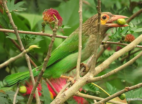 Mountain Quail Lodge