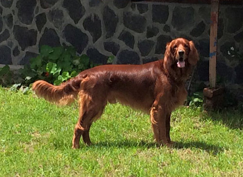 Mountain Quail Lodge