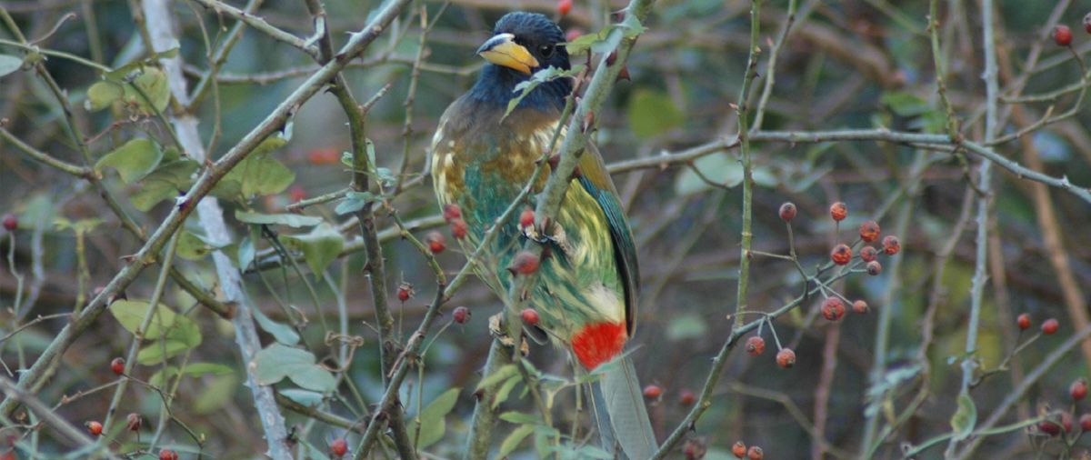 Mountain Quail Lodge